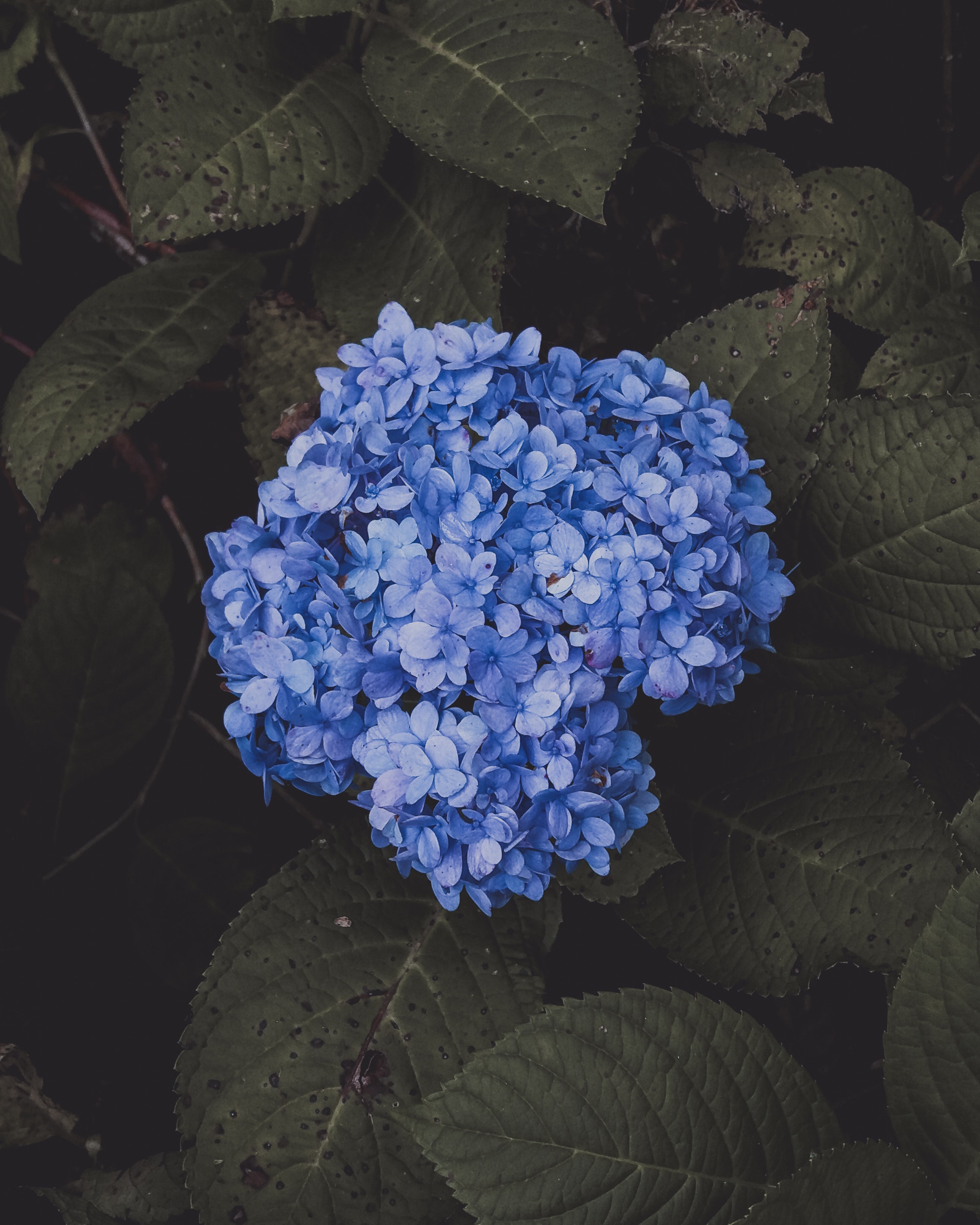 Hydrangea(수국).jpg