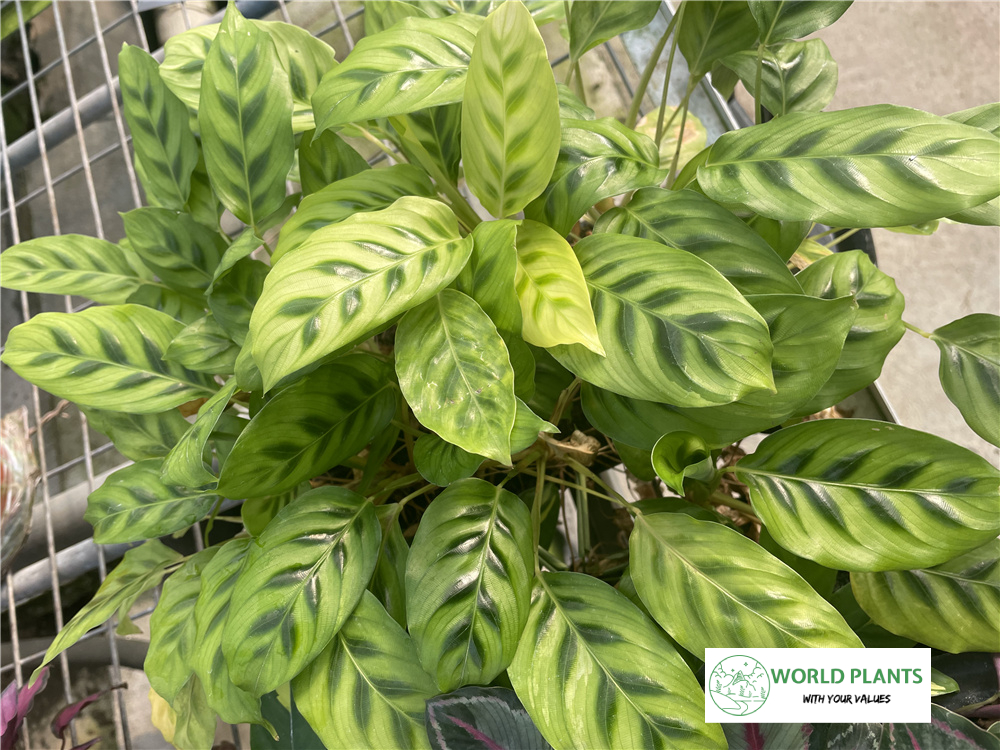 칼라데아 레오파드 Calathea leopardina.jpg