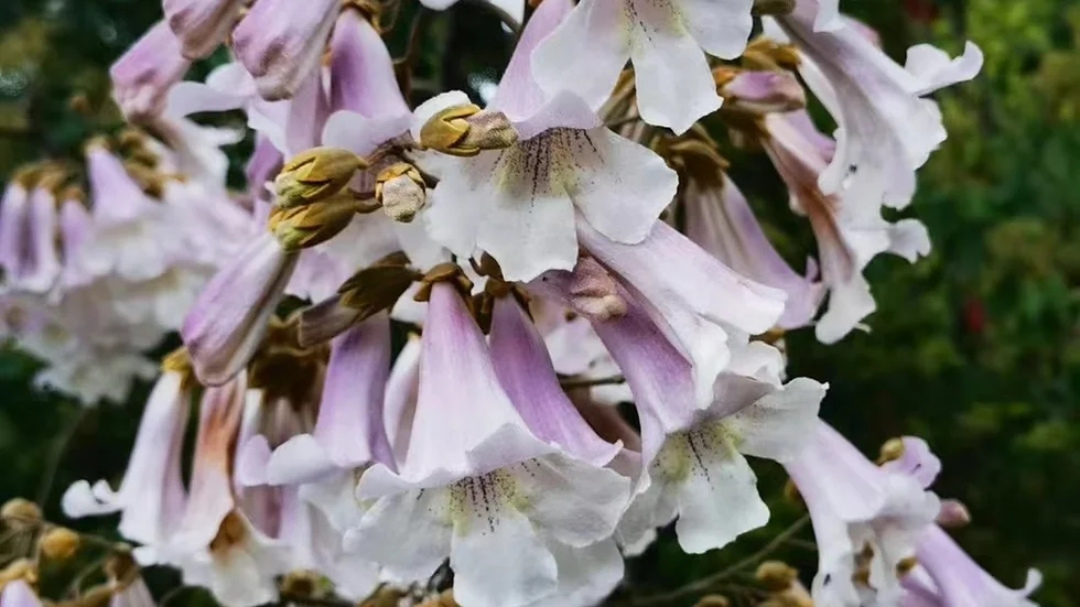 Paulownia tomentosa(참오동나무)_1.jpg