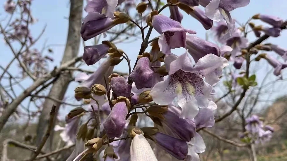 Paulownia tomentosa(참오동나무)_2.jpg