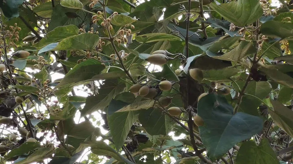 Paulownia tomentosa(참오동나무)_3.jpg