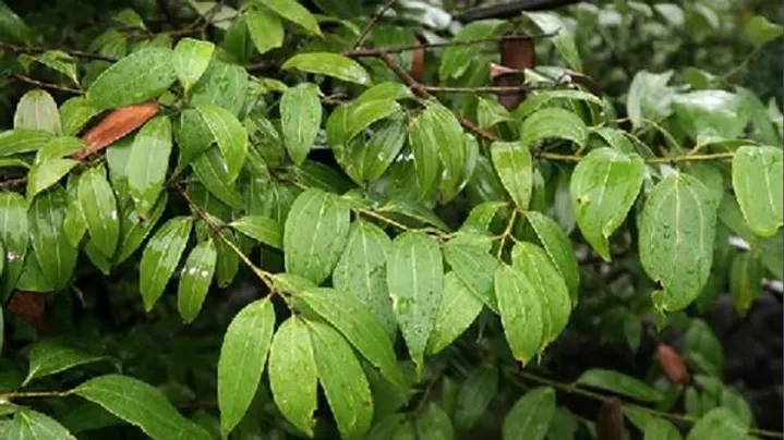 Cinnamomum subavenium.jpg