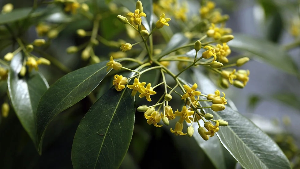 pittosporum brevicalyx1.jpg