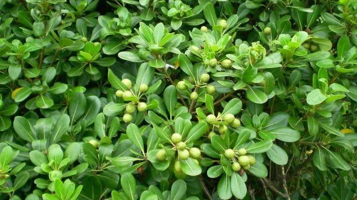 Pittosporum brevicalyx2.jpg