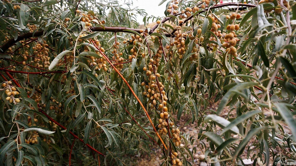 러시안올리브(Elaeagnus angustifolia).jpg