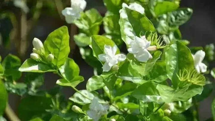 Jasminum-sambac.jpg