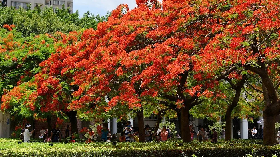 공작화 Caesalpinia pulcherrima1.jpg