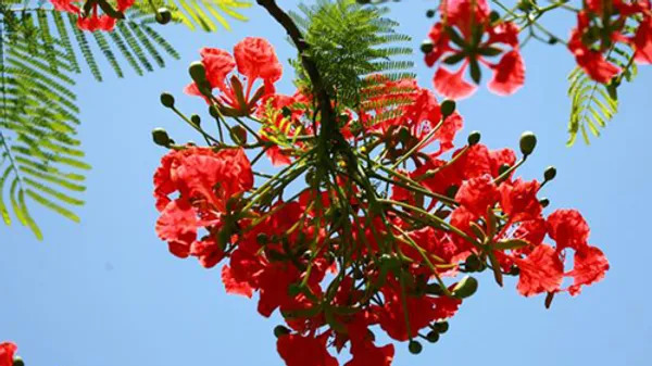 공작화 Caesalpinia pulcherrima2.jpg