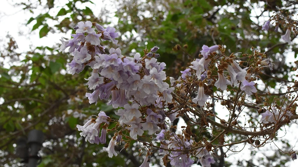 Paulownia elongata 오동나무속1.jpg