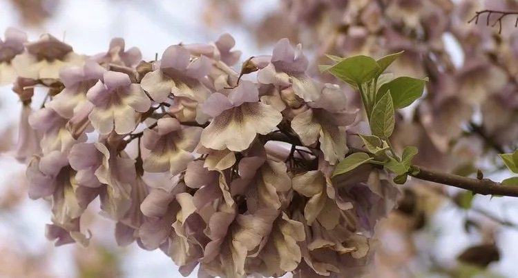 Paulownia elongata 오동나무속2.jpg