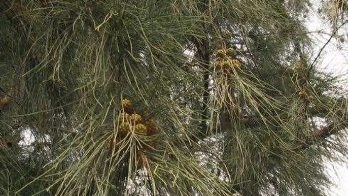 Casuarina equisetifolia 호주소나무.jpg