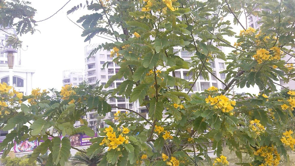 chamaecrista rotundifolia 차풀속.jpg