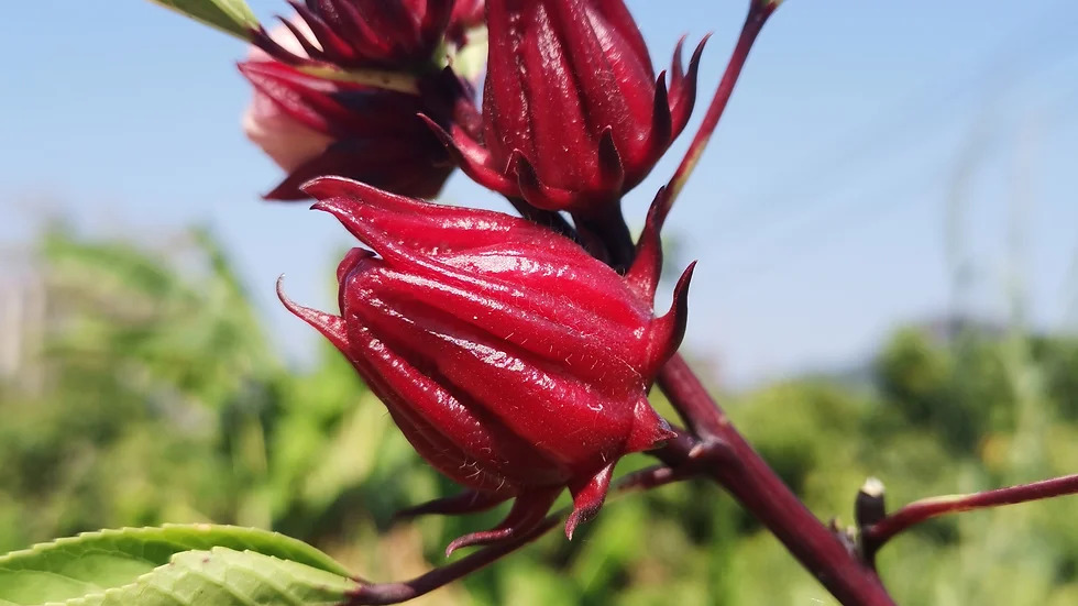 Hibiscus sabdariffa 로젤1.jpg