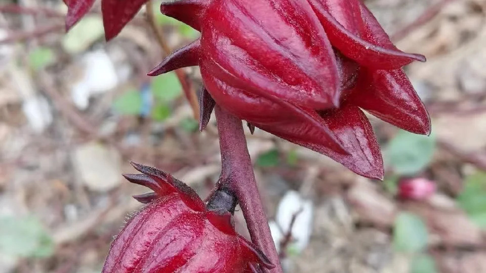 Hibiscus sabdariffa 로젤4.jpg