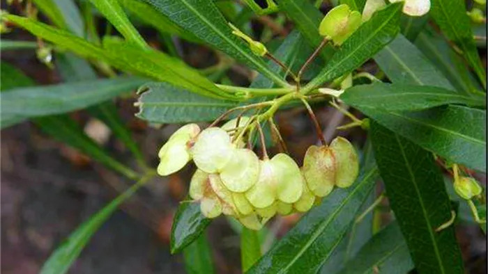 Salix myrtillacea 버드나무속2.jpg