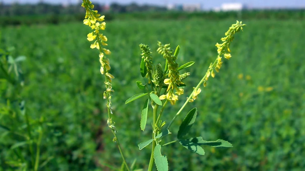 Melilotus suaveolens 전동싸리3.jpg