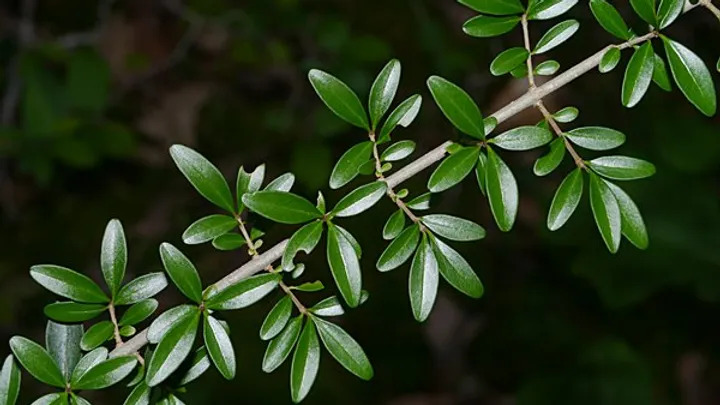 Ligustrum quihoui 상동잎쥐똥나무1.jpg