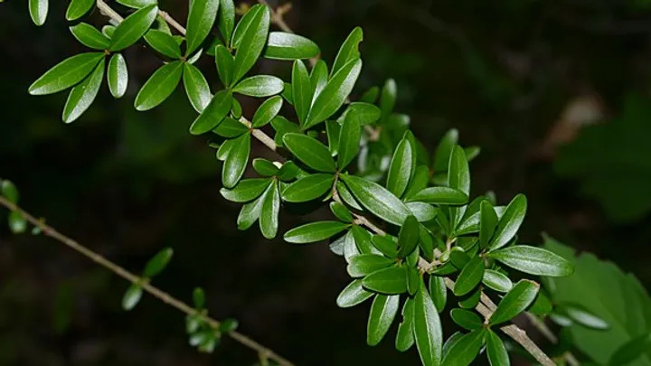 Ligustrum quihoui 상동잎쥐똥나무2.jpg