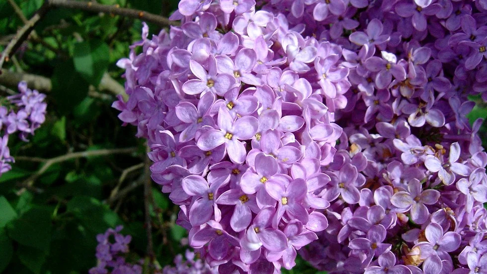 Syringa oblata 수수꽃다리.jpg