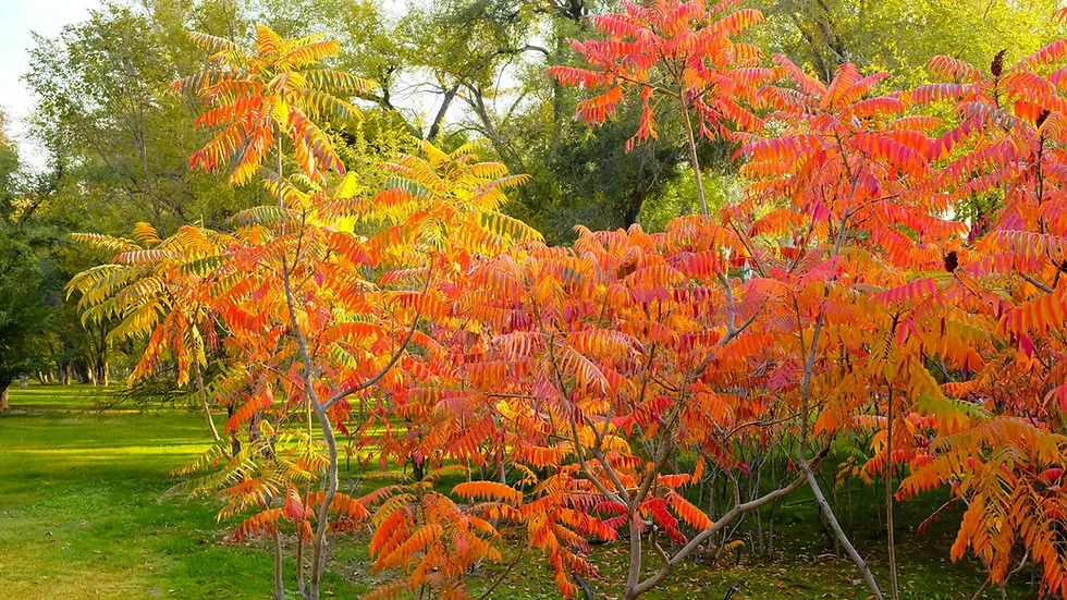 Rhus Typhina 티피나옻나무1.jpg