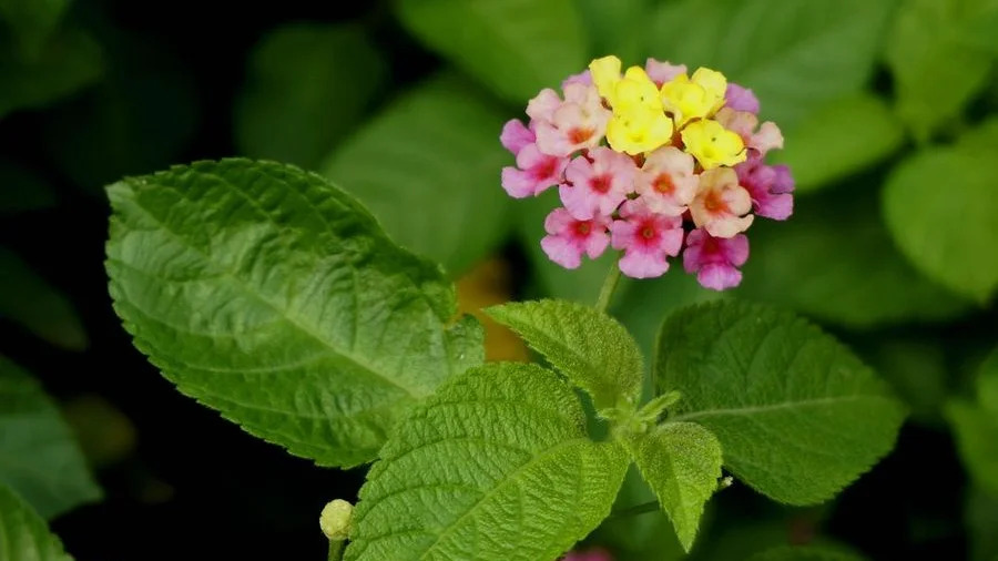 Lantana camara 란타나.jpg