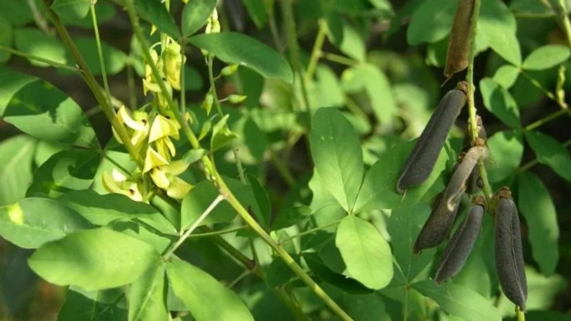 Crotalaria zanzibarica 콩과.jpg