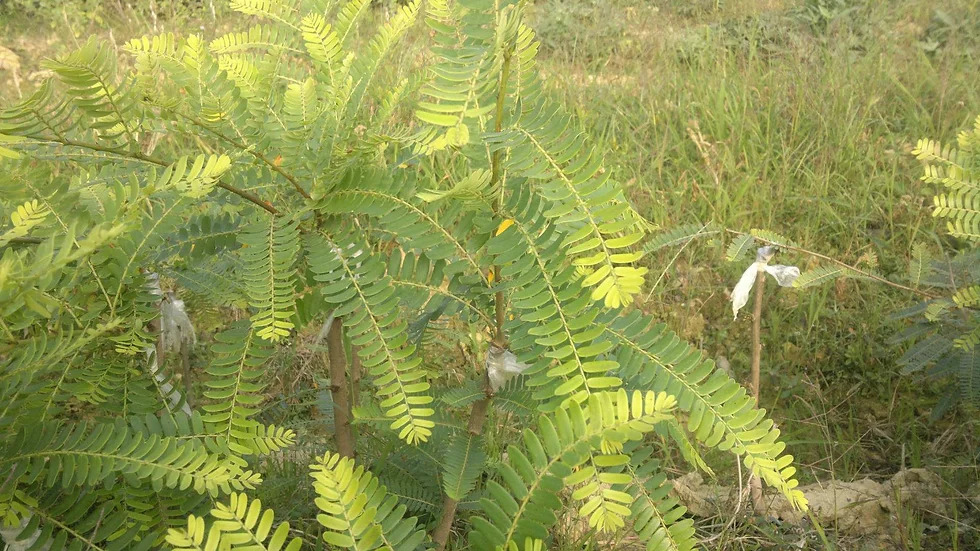 Phyllanthus emblica 암라3.jpg