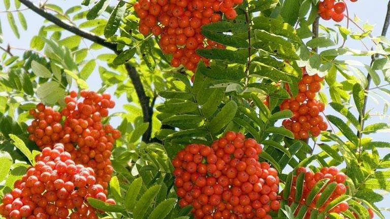 Sorbus pohuashanensis 당마가목1.jpg