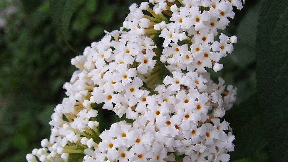 Syringa pubescens 수수꽃다리속1.jpg