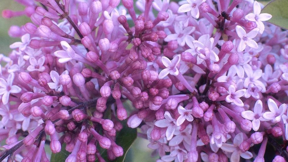 Syringa pubescens 수수꽃다리속3.jpg