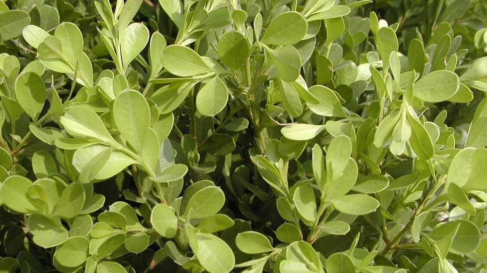 Buxus sinica 회양목속1.jpg