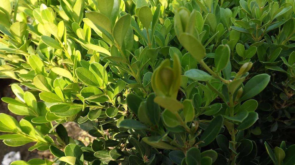 Buxus sinica 회양목속2.jpg