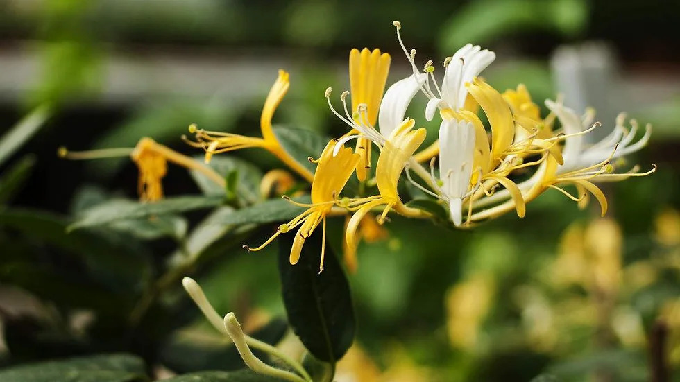 Lonicera maackii 괴불나무1.jpg