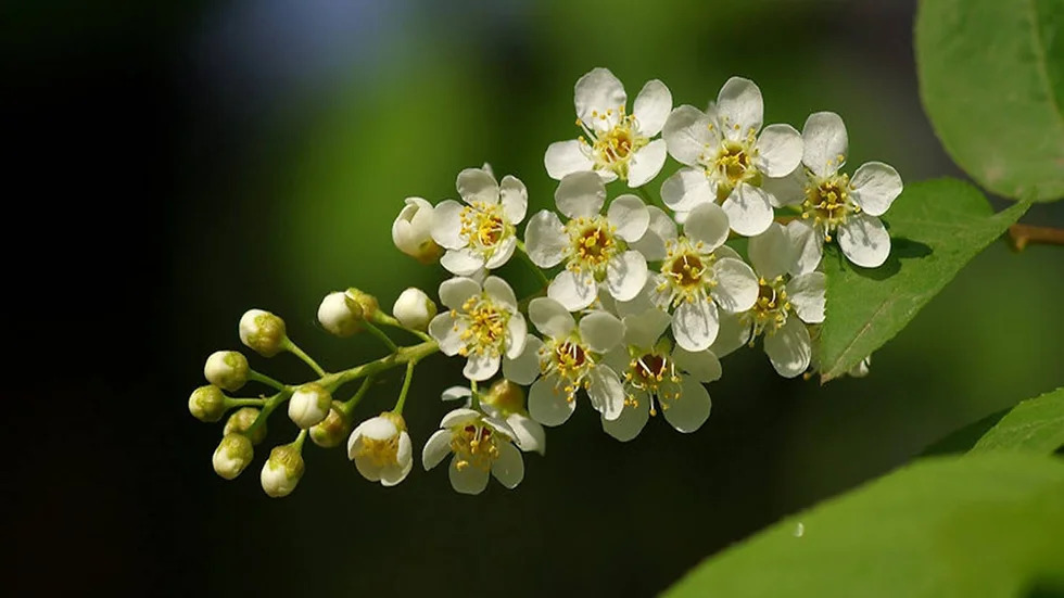 Padus virginiana 초크체리.jpg