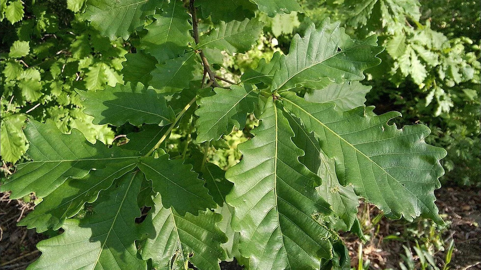 Quercus mongolica 신갈나무1.jpg