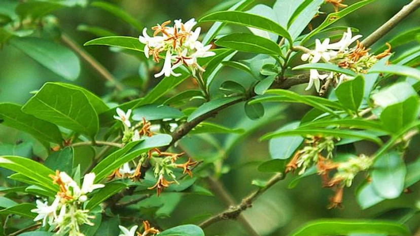 Ligustrum obtusifolium 쥐똥나무.jpg