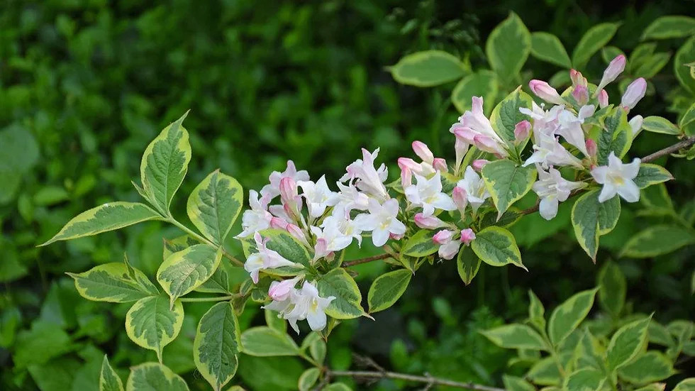 Weigela florida 붉은병꽃나무1.jpg