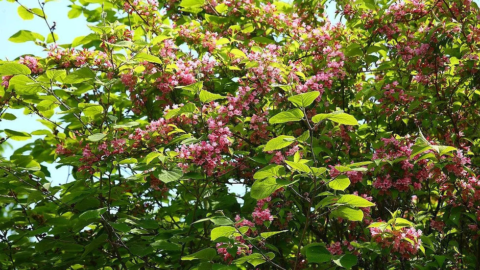 Weigela florida 붉은병꽃나무3.jpg