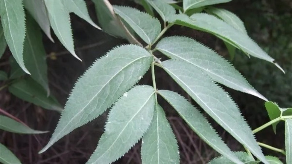 Sambucus-williamsii 딱총나무.jpg