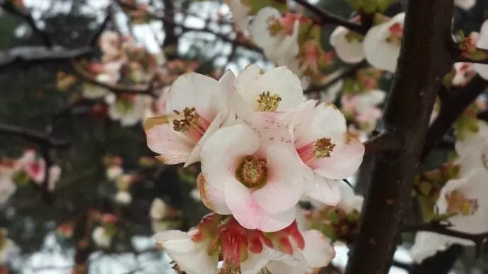 Chaenomeles cathayensis 참명자나무1.jpg