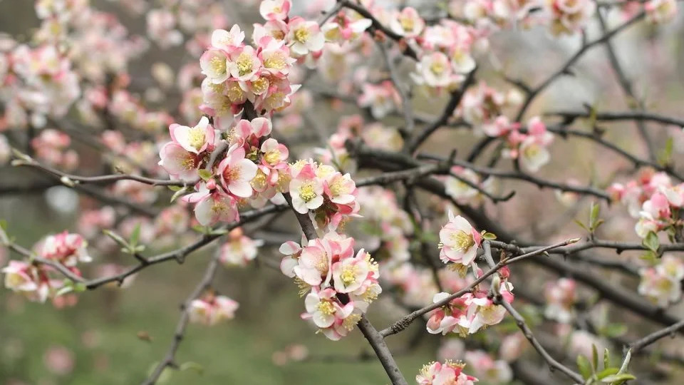 Chaenomeles cathayensis 참명자나무2.jpg