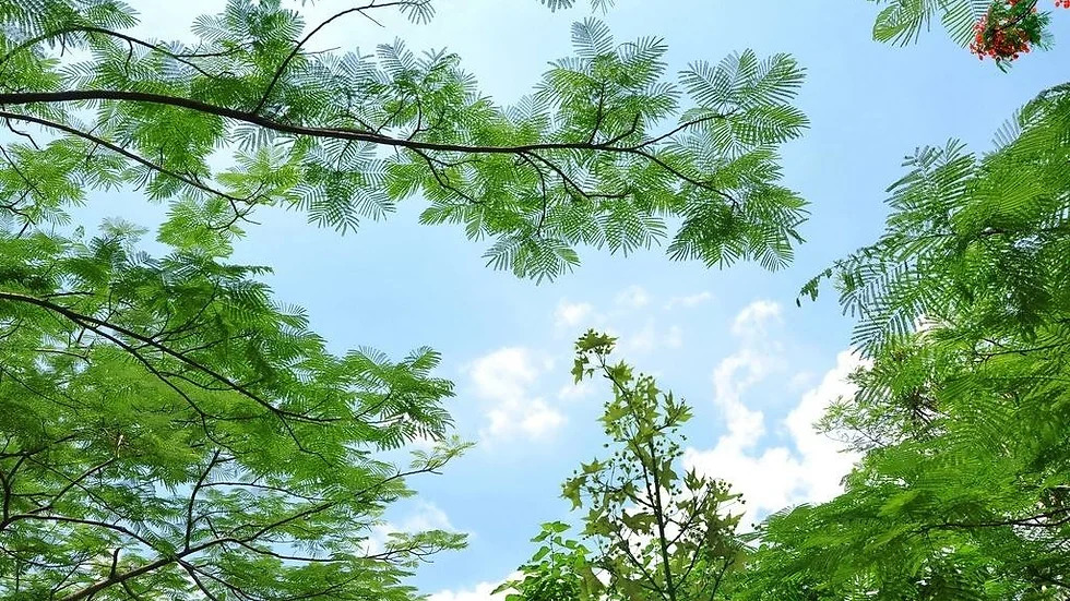 Albizia falcataria 알비지아 팔카타리아1.jpg