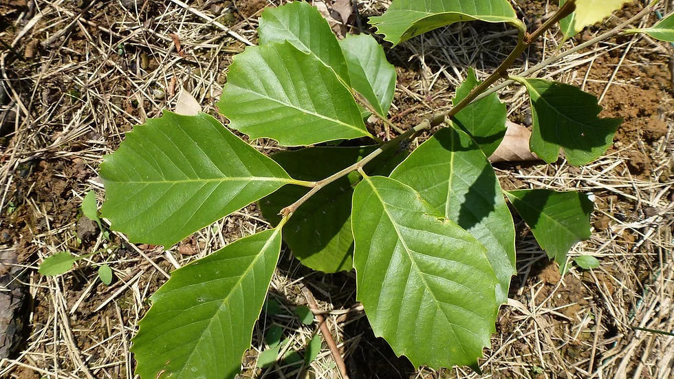 Castanopsis hystrix 참나무과.jpg