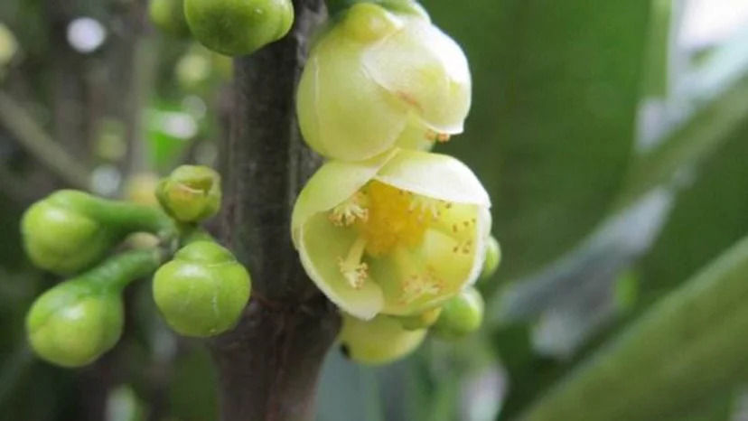 Garcinia subelliptica 복나무1.jpg