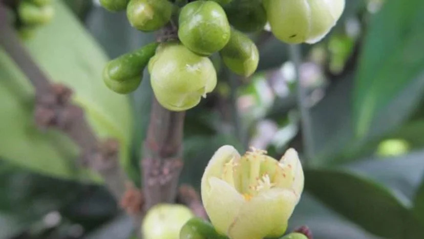 Garcinia subelliptica 복나무2.jpg