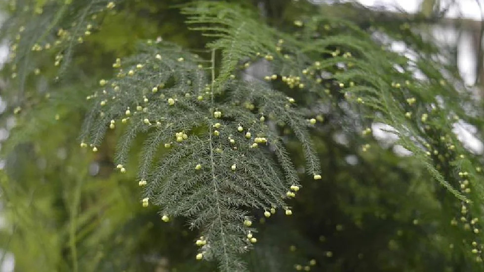 Asparagus setaceus 아스파라거스 세타세우스.jpg