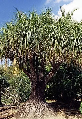 Beaucarnea recurvata 덕구리난.jpg