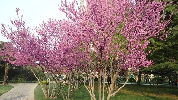 Cercis chinensis 박태기나무.jpg