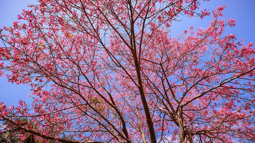 Ceiba speciosa 명주솜나무1.jpg