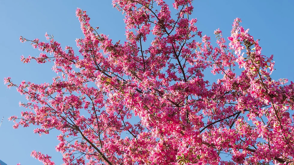 Ceiba speciosa 명주솜나무2.jpg